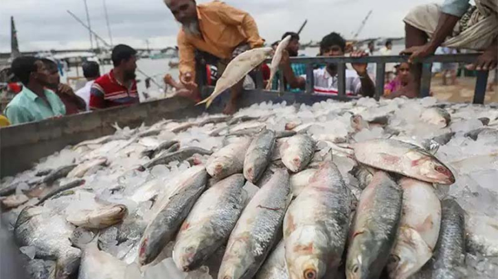 ১১০০ টাকা কেজি দরে ভারতে প্রথম চালানে গেলো ৪৬ টন ইলিশ